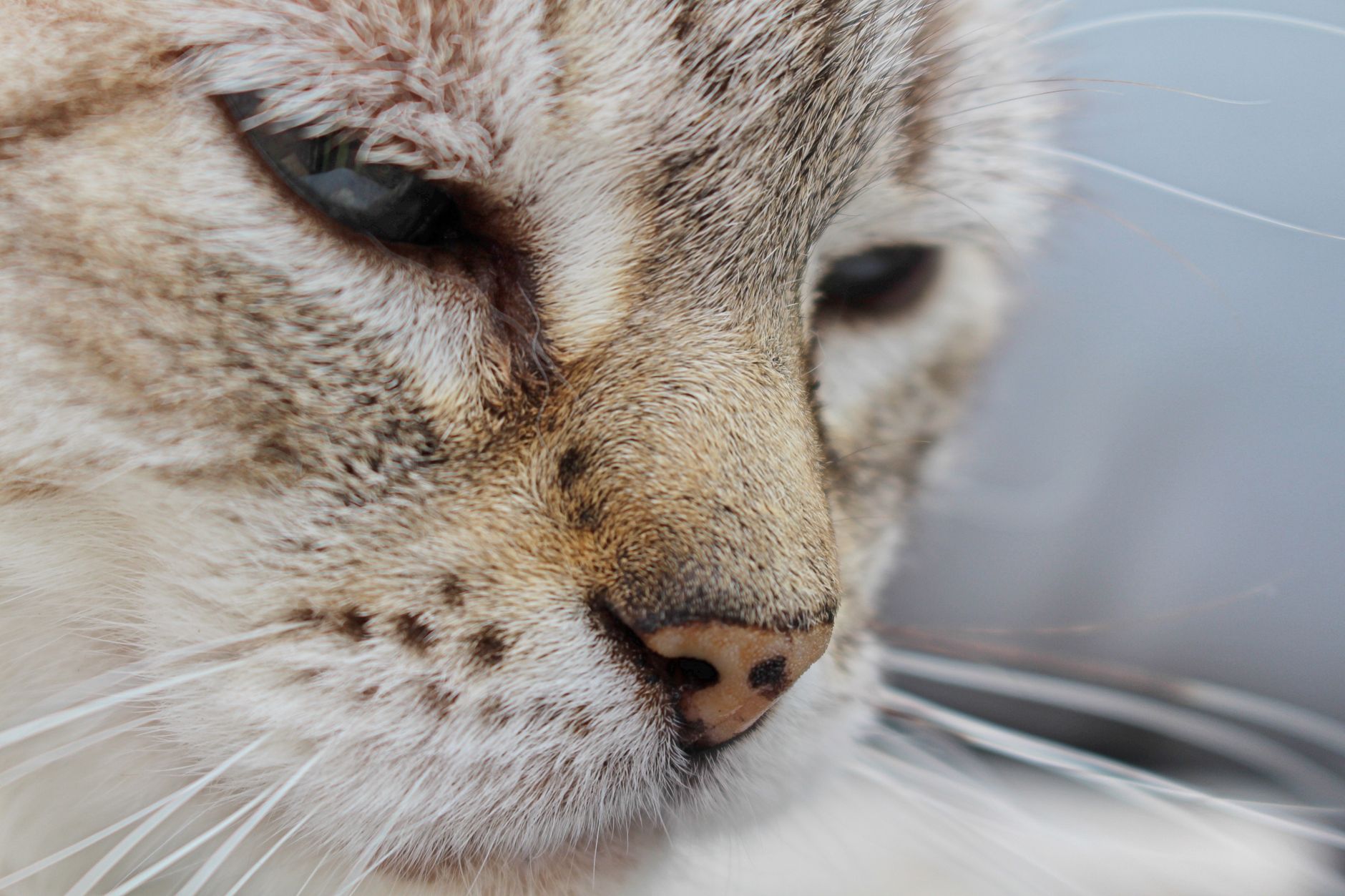 Veterinary care for a cat