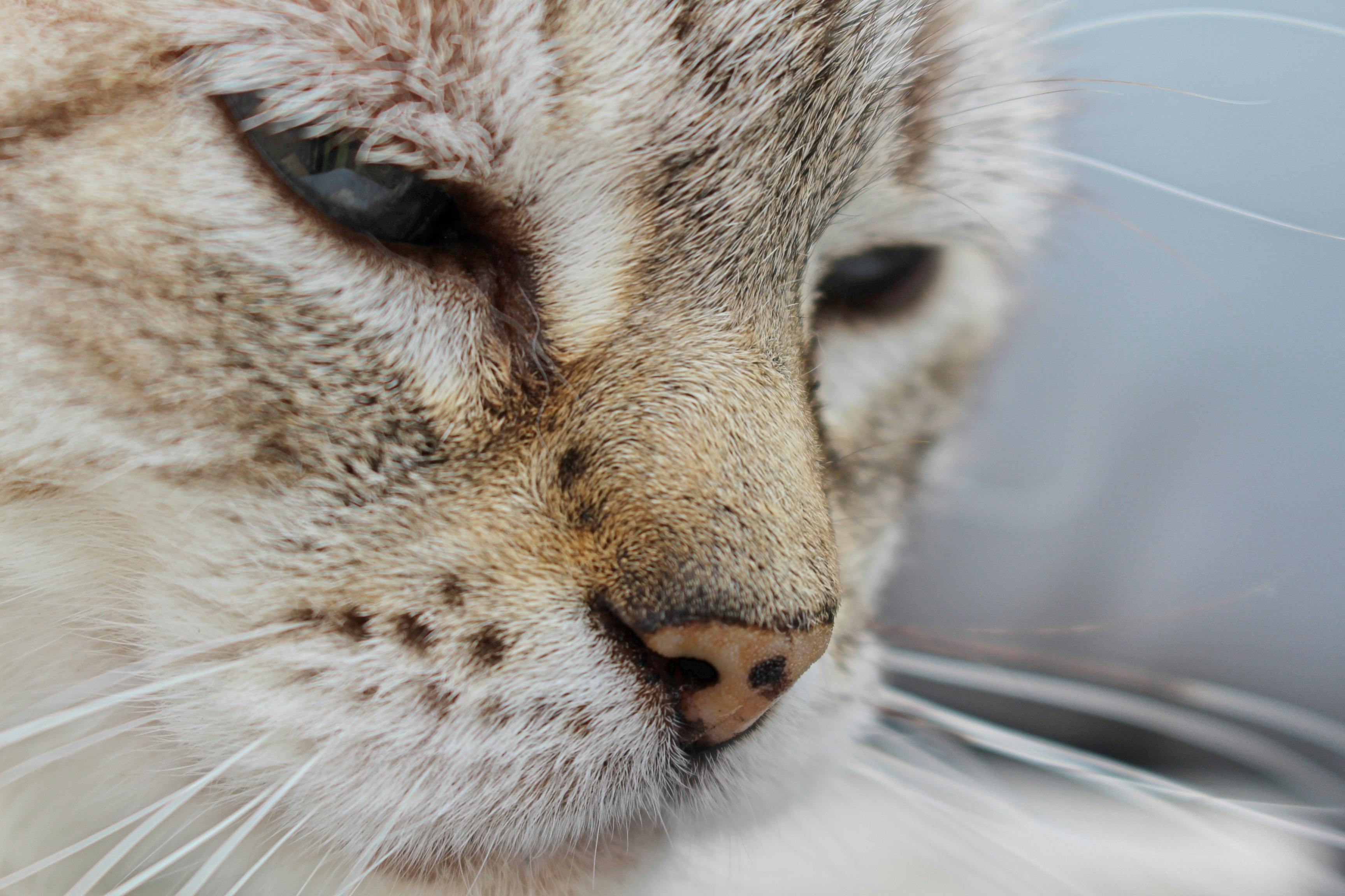 Close Photography Of A Cat S Face Free Stock Photo
