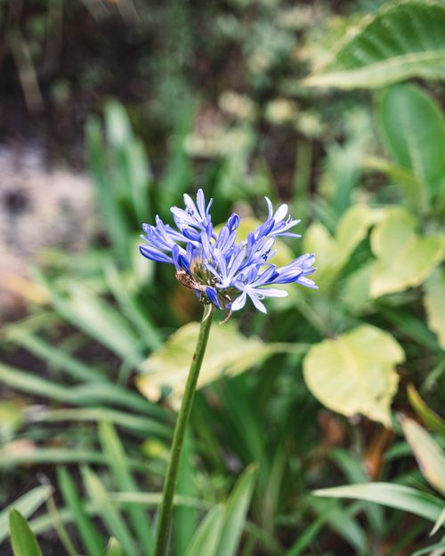 Free Vibrant purple Agapanthus flower in a Bogotá garden, showcasing rich colors and natural beauty. Stock Photo