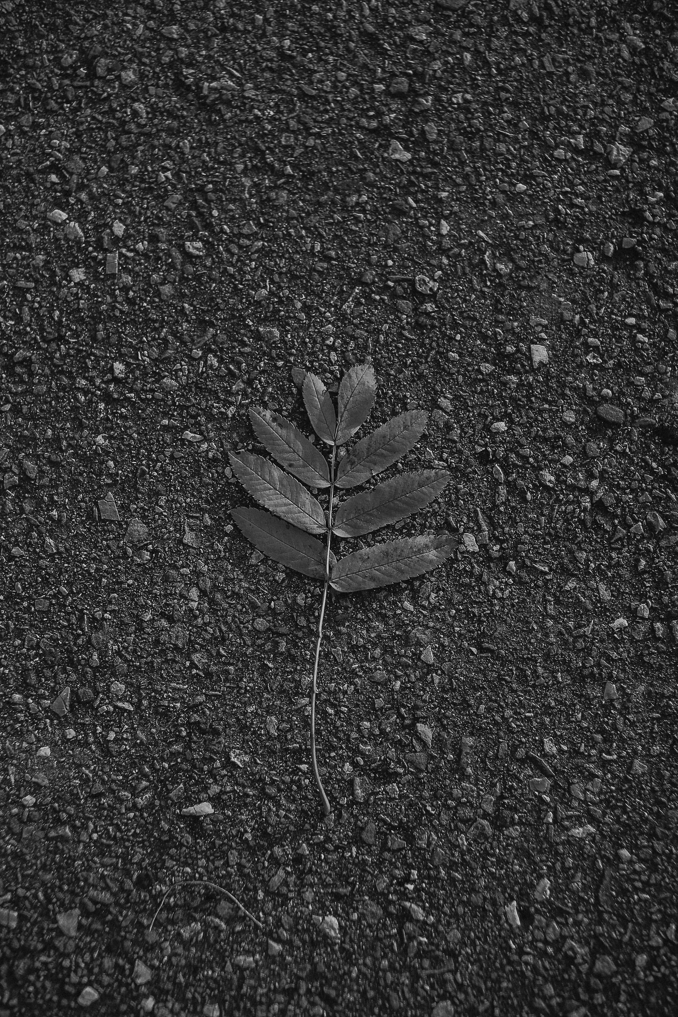 Monochrome image of a single leaf on textured ground, showcasing natural beauty.