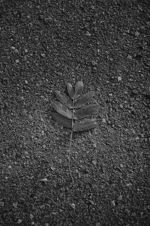 Free Grayscale Photo of Leaves on the Ground Stock Photo