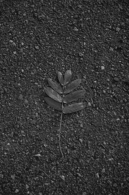 Monochrome image of a single leaf on textured ground, showcasing natural beauty.