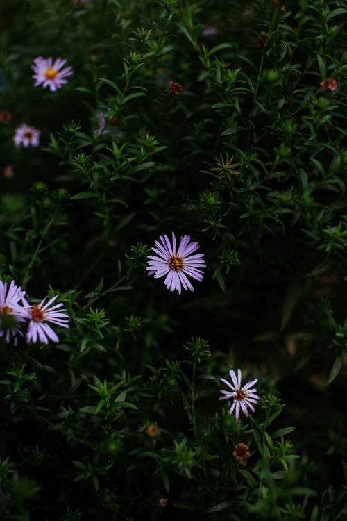 Fotos de stock gratuitas de al aire libre, camomila, color brillante