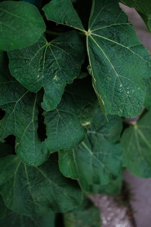 Free Detailed view of dense green leaves in natural light, showcasing vibrant foliage. Stock Photo