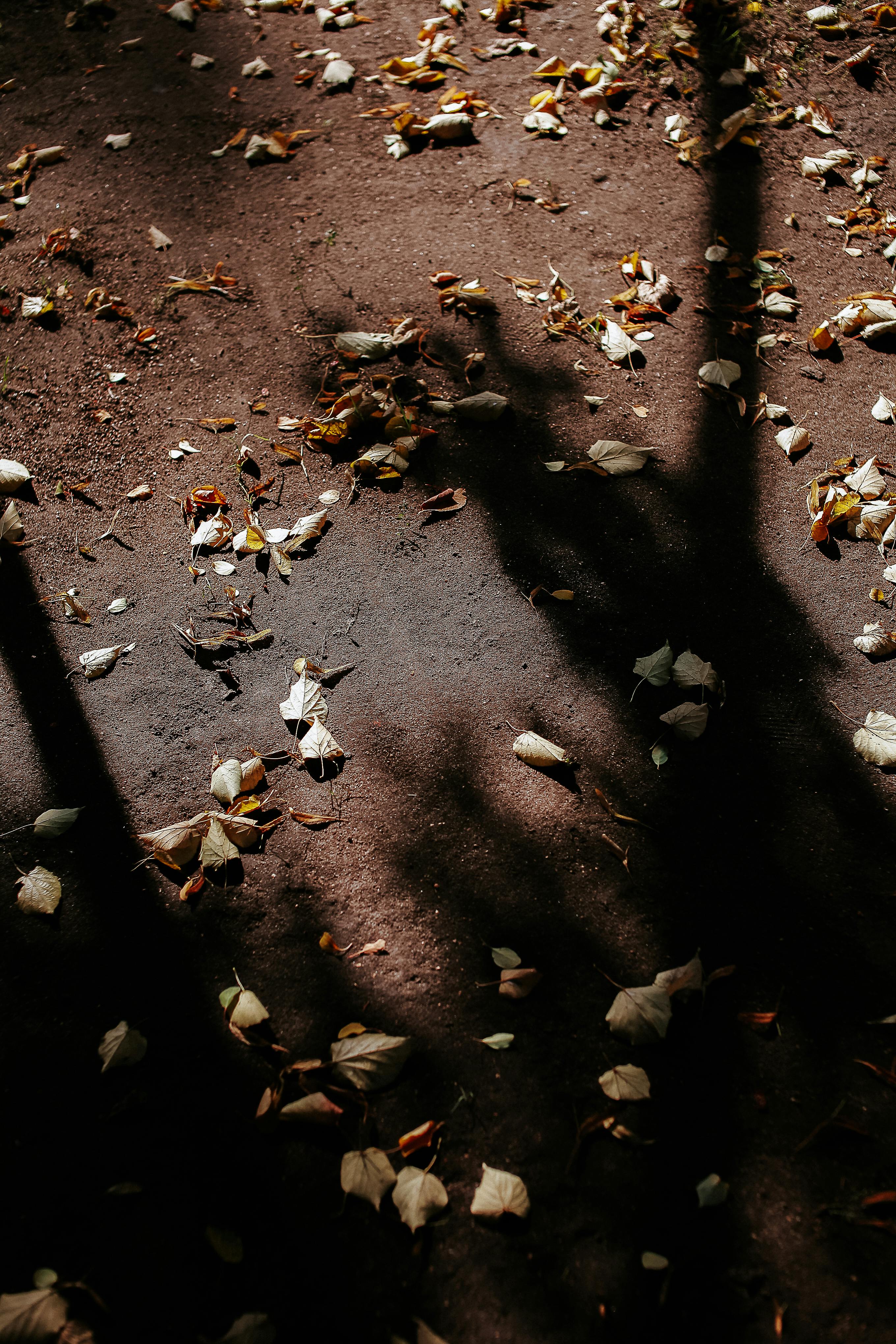 Moody shadows and dried leaves create a captivating autumn scene.