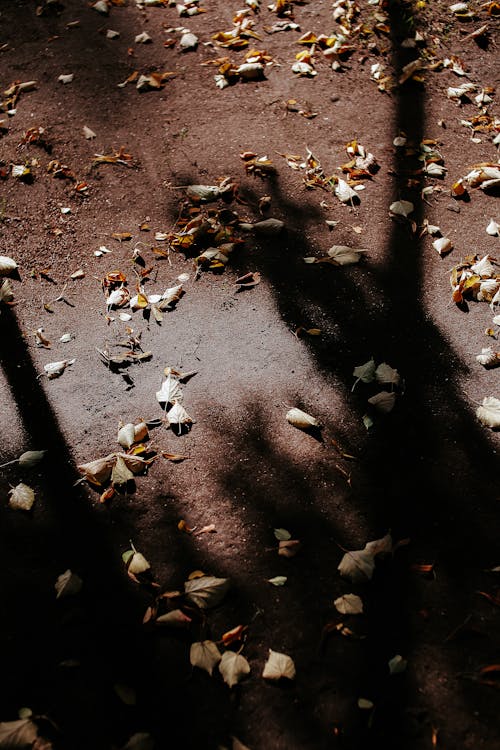 Foto profissional grátis de chão, folhas secas, manchado