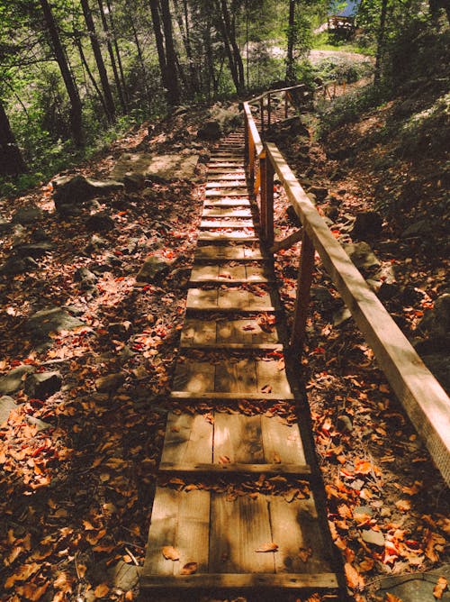A Wooden Walkway in the Forest