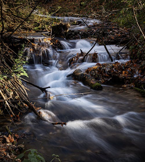 Kostenloses Stock Foto zu bach, baum, bewegung