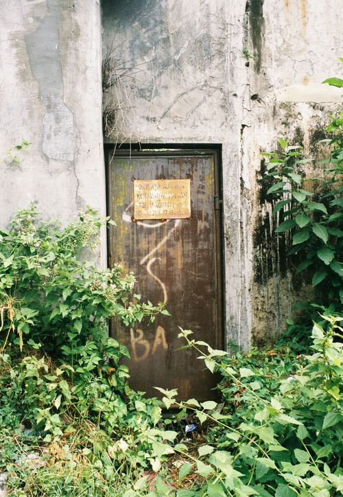 Free A rustic door with graffiti surrounded by ivy and bushes in Malang, East Java. Stock Photo