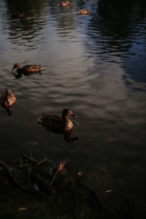 Free A group of ducks leisurely swimming in a calm pond during twilight, perfectly capturing the natural tranquility. Stock Photo