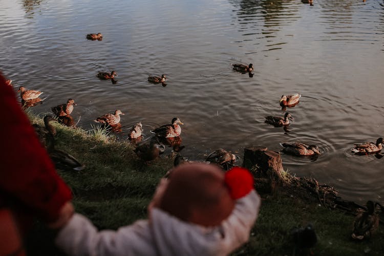 Ducks Swimming On The Pond