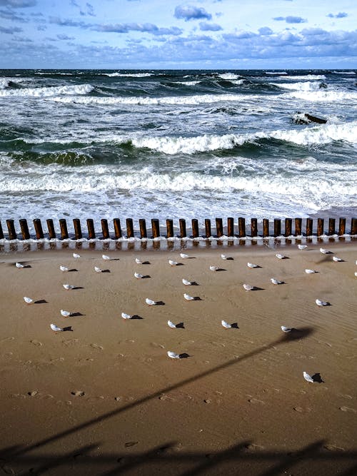 Fotobanka s bezplatnými fotkami na tému kývať, morské pobrežie, morský breh