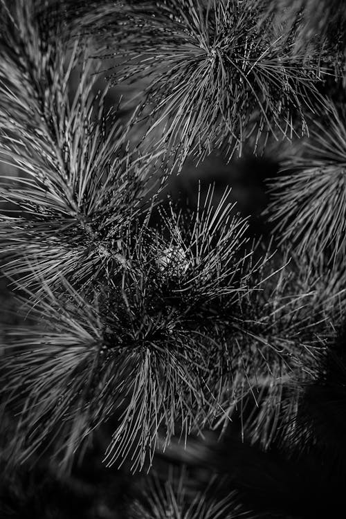 Grayscale Photo of Pine Leaves