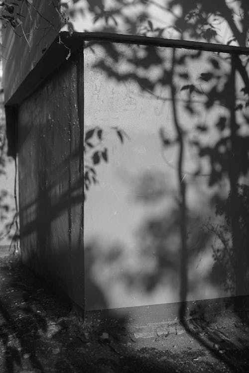 Shadow of Trees on Wall in Black and White Photography