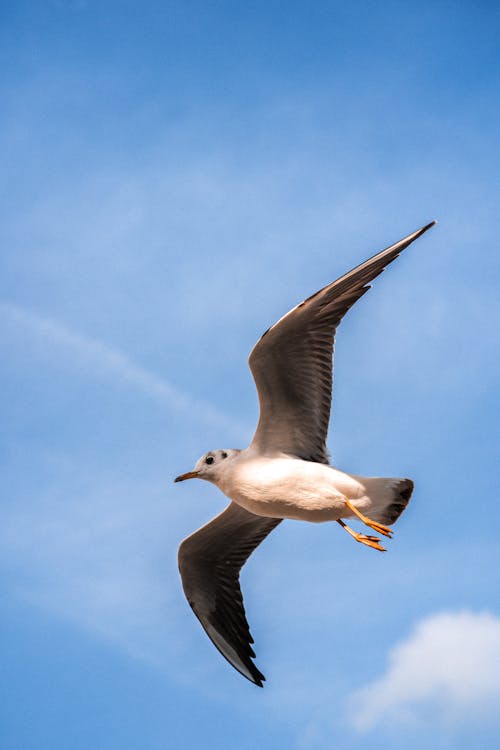 Gratis Fotos de stock gratuitas de alas, cielo azul, fotografía de animales Foto de stock