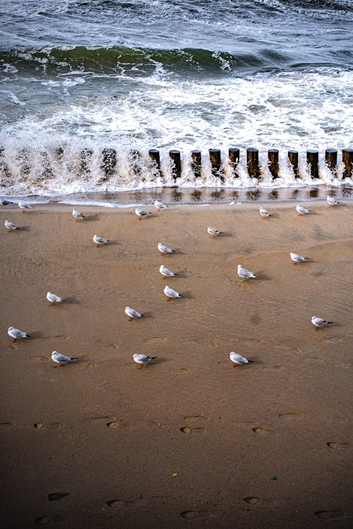 Free Seagulls on the Beach Beside Water Stock Photo