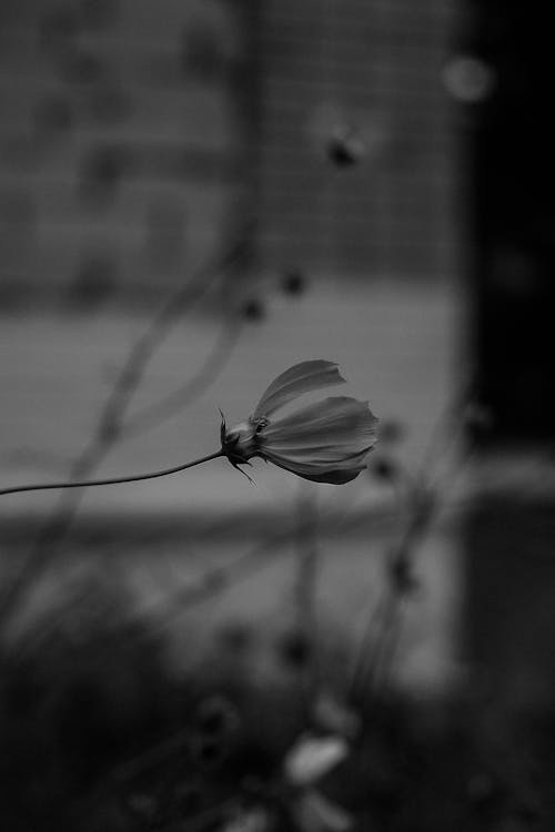 Free Grayscale Photo of a Flower Stock Photo