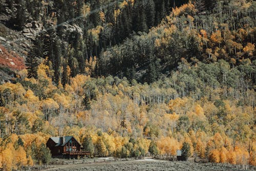 Foto d'estoc gratuïta de arbres, bosc, casa