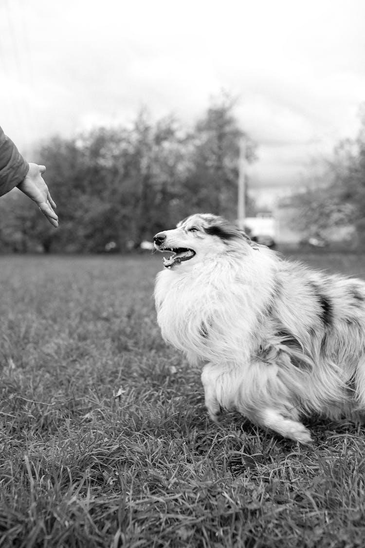 Happy Dog Running On Field