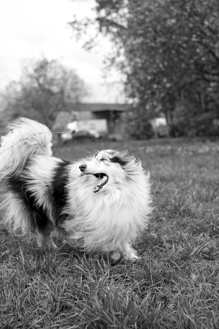 Shetland Sheepdog Running On A Field 