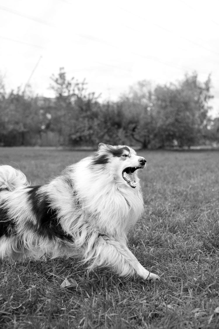 Dog Running On Field 