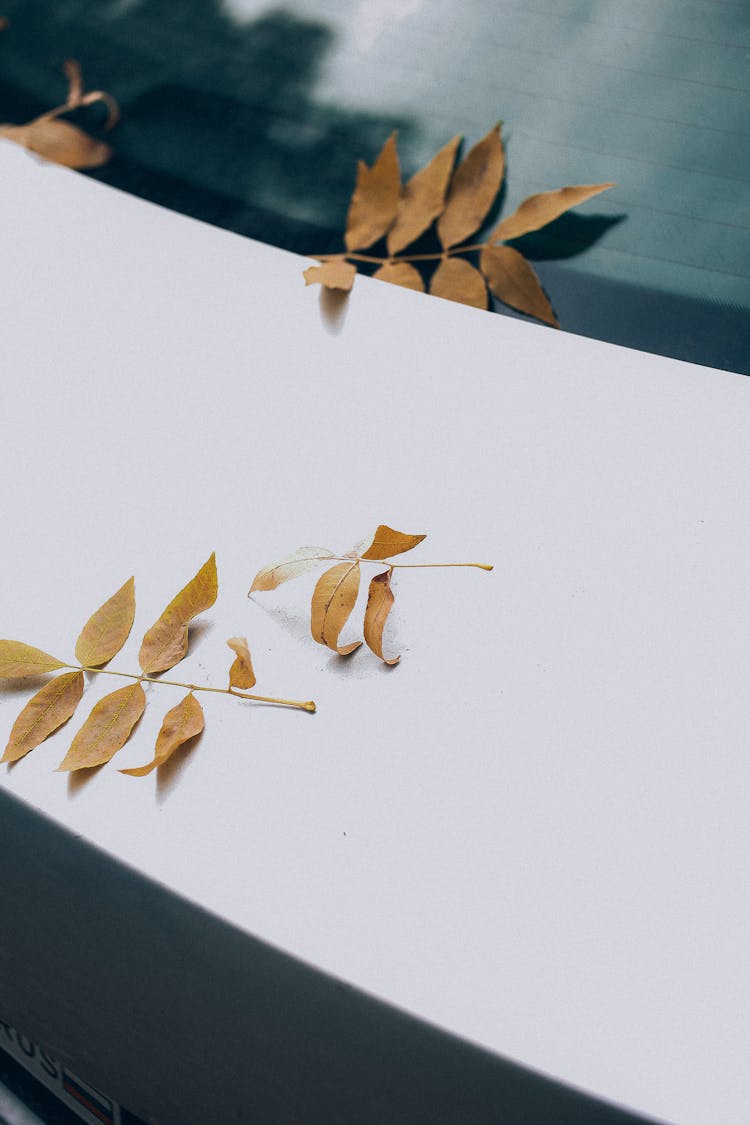 Autumn Leaves On A Car 