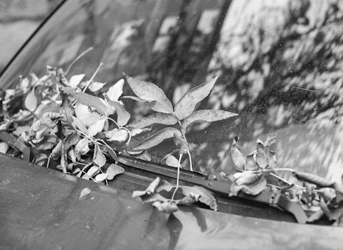 Photos gratuites de échelle des gris, fenêtre de voiture, fermer