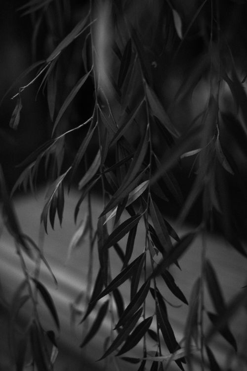 Free Beautiful black and white close-up of hanging leaves with soft focus. Stock Photo