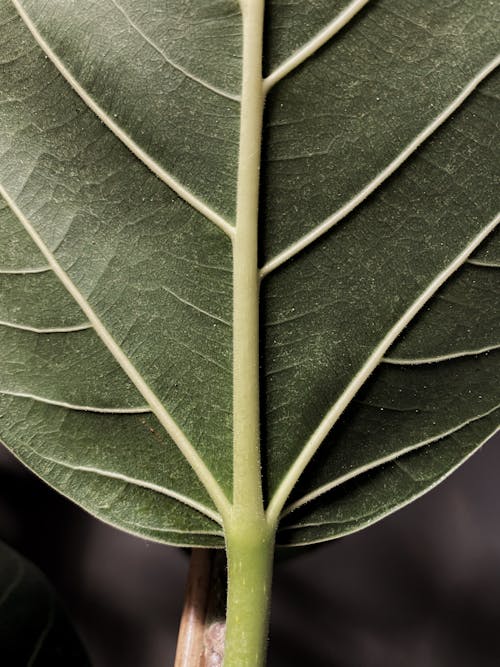 The Underside of a Green Leaf in Macro Photography