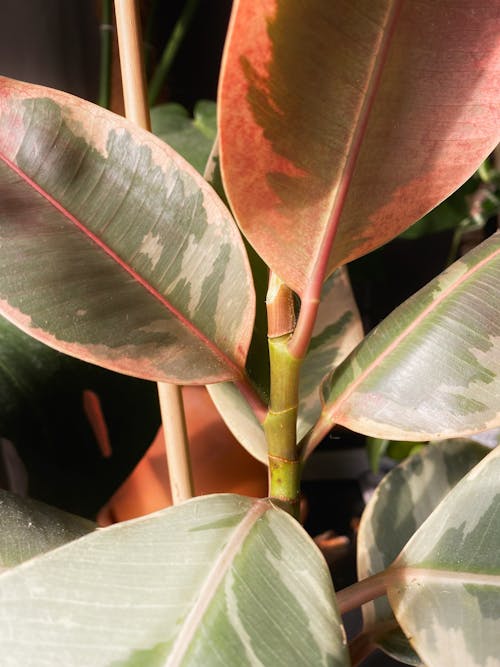 Free stock photo of big leaf, ficus, ficus tineke