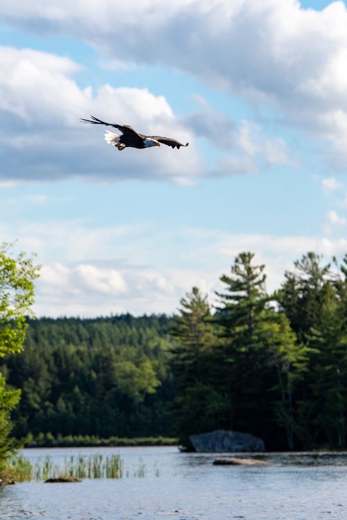 Free Bald eagle flying over a serene lake surrounded by lush forest and blue sky. Stock Photo