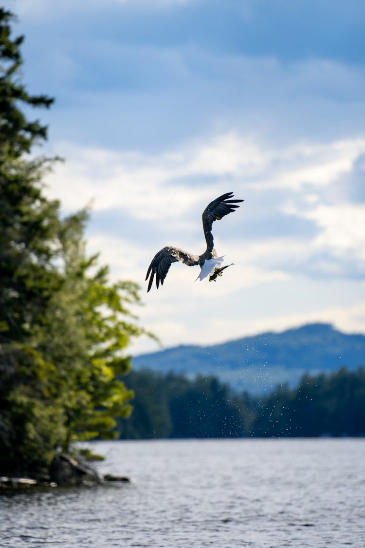 An Eagle Flying Over A Lake