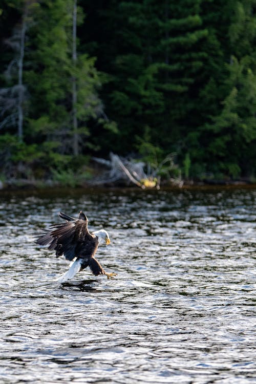 A Black and White Eagle Catching a Fish in the Lake