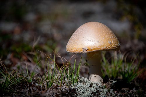 Close-up of Mushroom Growing in Grass