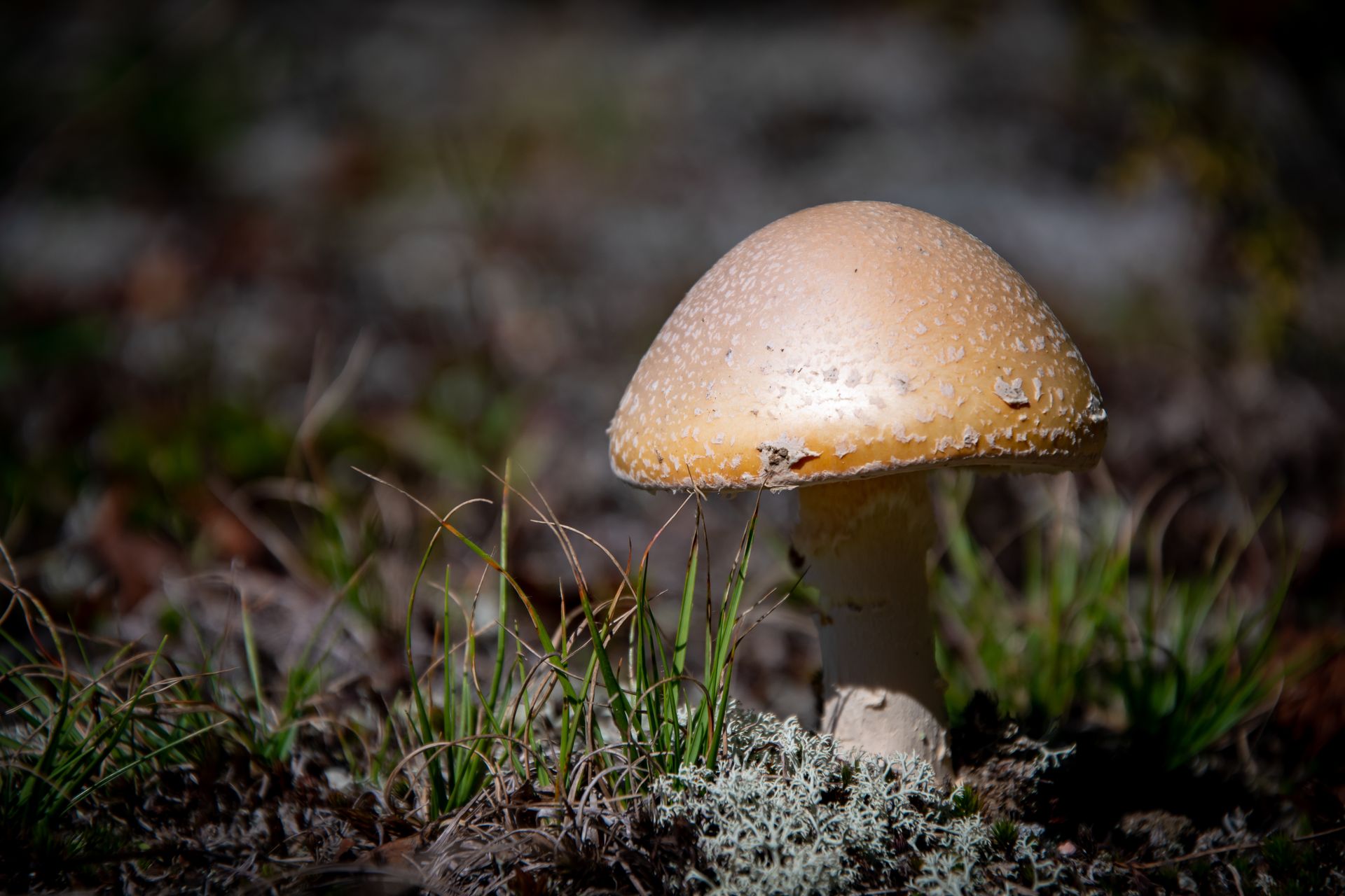 Close-up of a wild mushroom growing on forest ground with selective focus