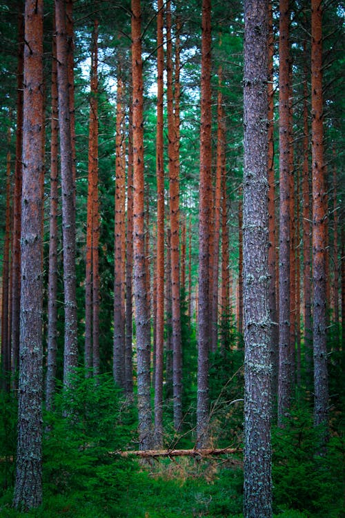 Ảnh lưu trữ miễn phí về màu xanh lá, rừng, Thụy Điển