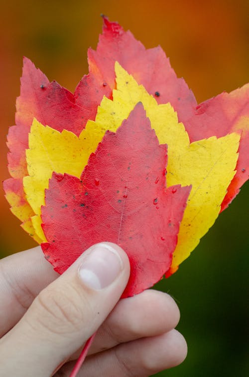 Hand Holding Autumn Leaves