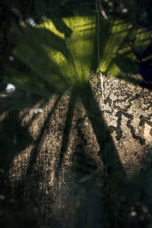 Shadows of the Leaves of a Plant