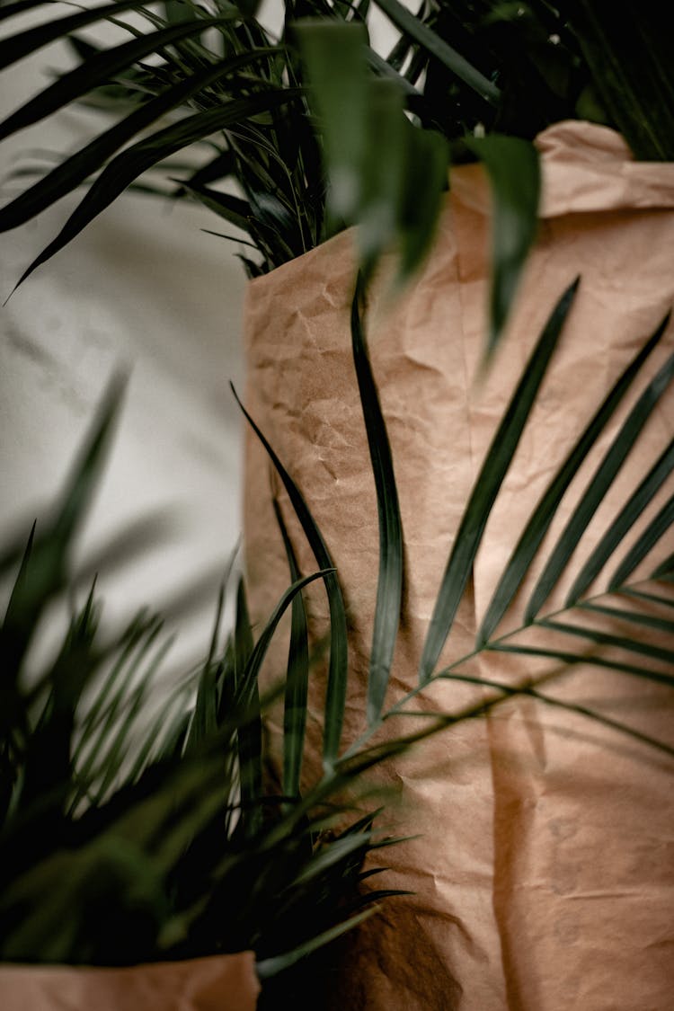 Houseplants In Paper Bags