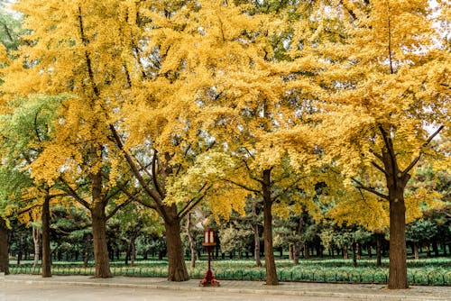 Free Trees with Yellow Leaves Stock Photo