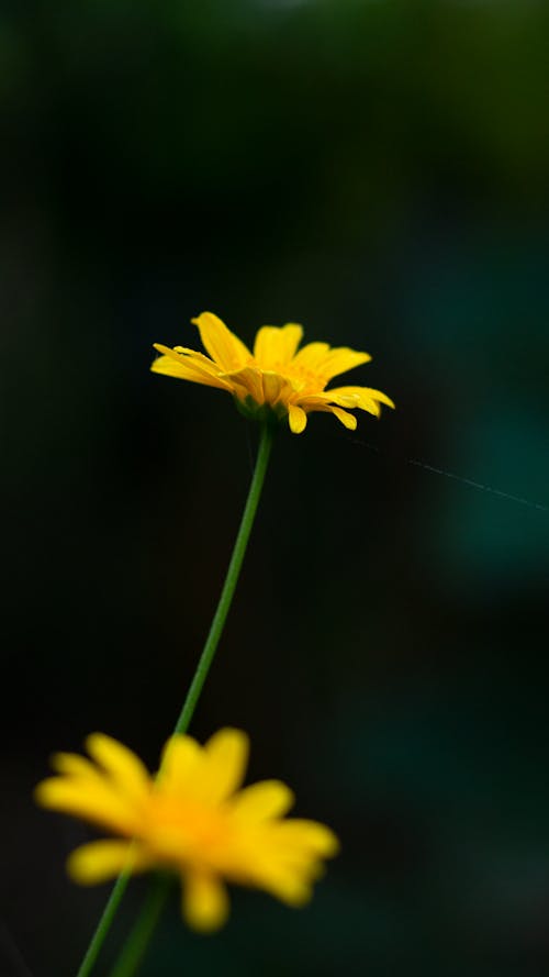 Free stock photo of daisies