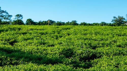 Free stock photo of green tea