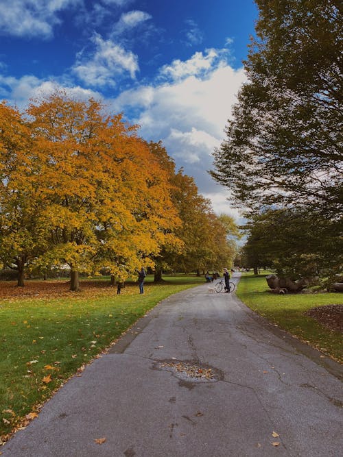 Photos gratuites de arbres, gens, herbe