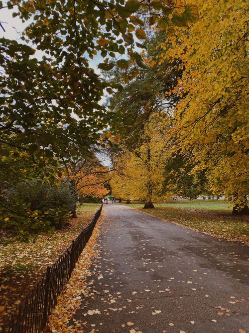 Free A tranquil park path covered in autumn leaves with vibrant tree colors and a scenic view. Stock Photo