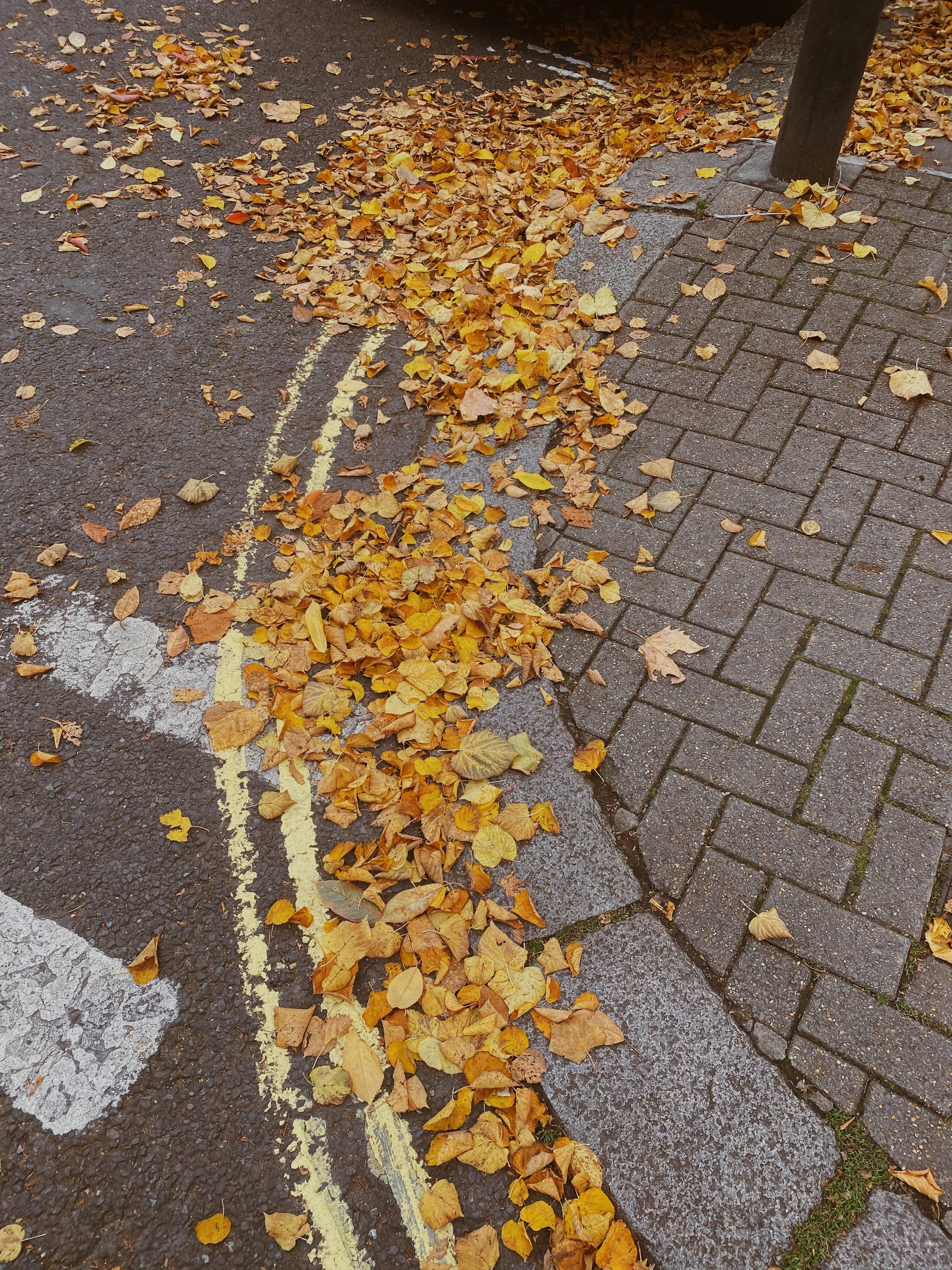 Free Fallen yellow leaves covering a sidewalk on a city street corner, signifying autumn. Stock Photo