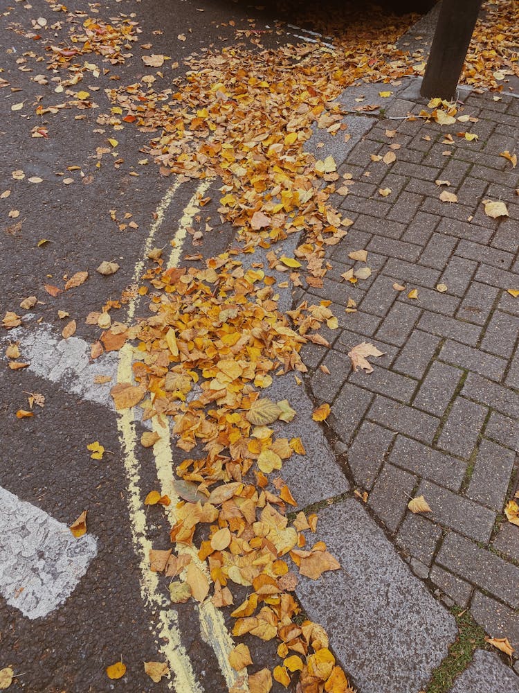 Withered Leaves On Concrete Floor