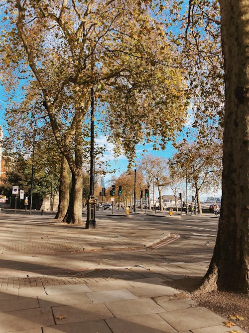 Trees along a Street at Fall 