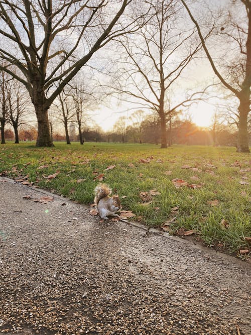 Squirrel in Park