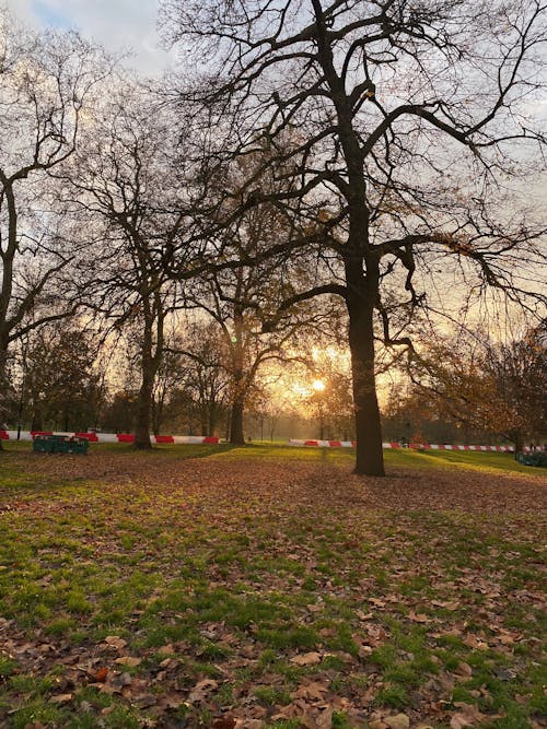 Trees in Park