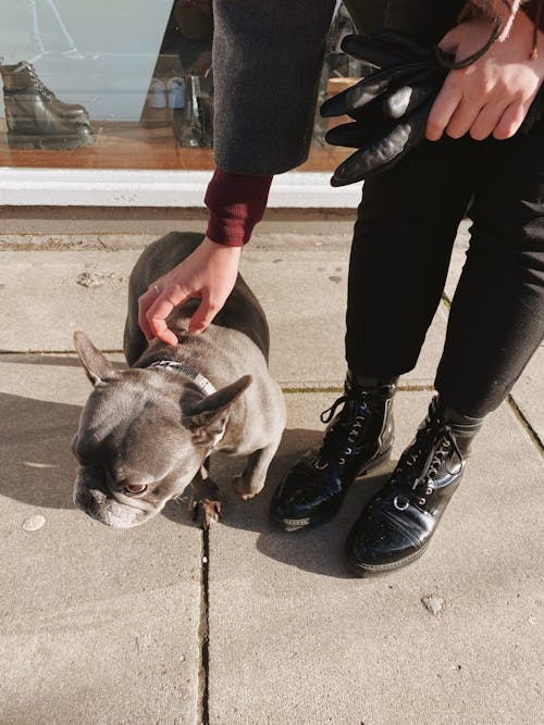 Free Photo of a Person Petting a French Bulldog Stock Photo